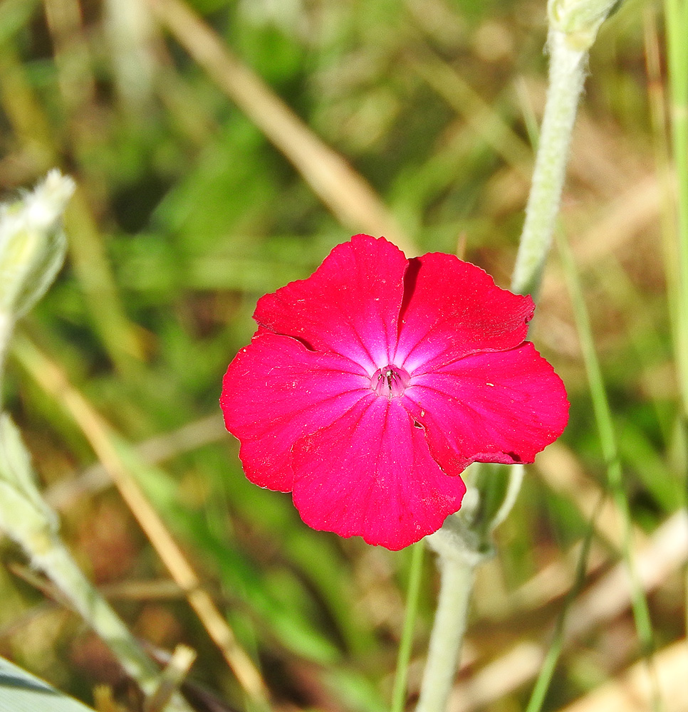 DSCN1239.jpg