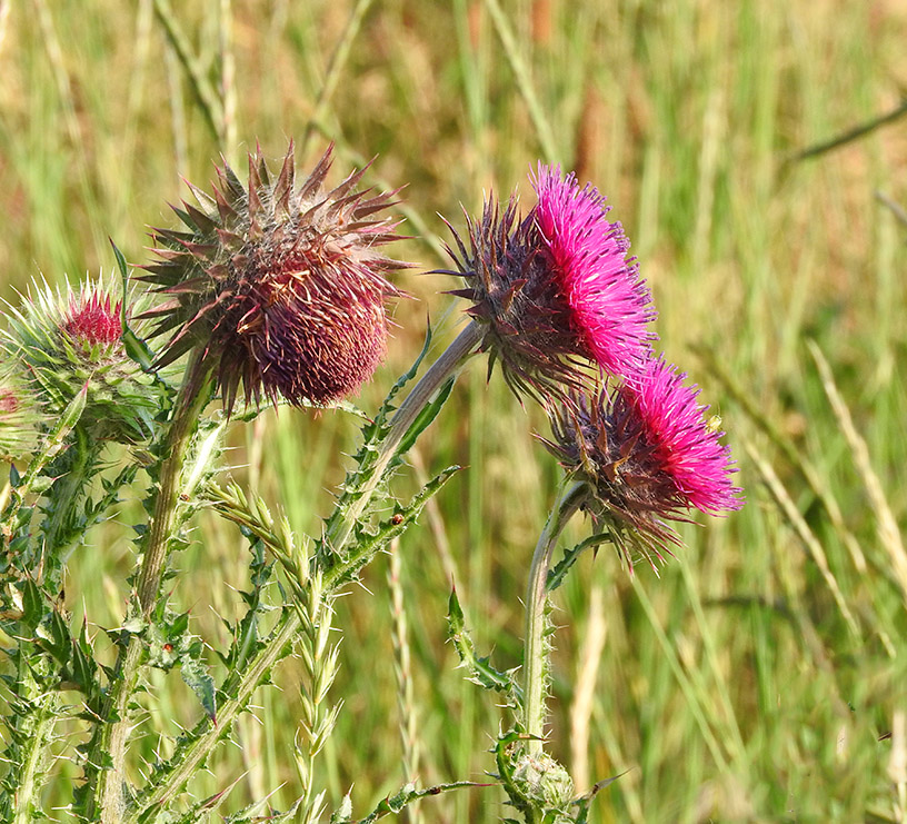 DSCN1279.jpg