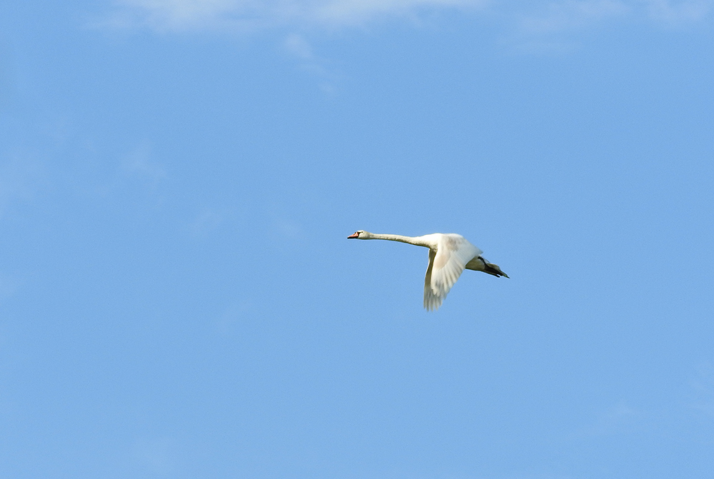 DSCN1282.jpg