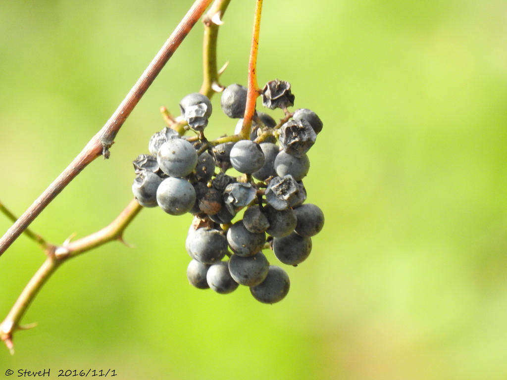 DSCN1286.jpg