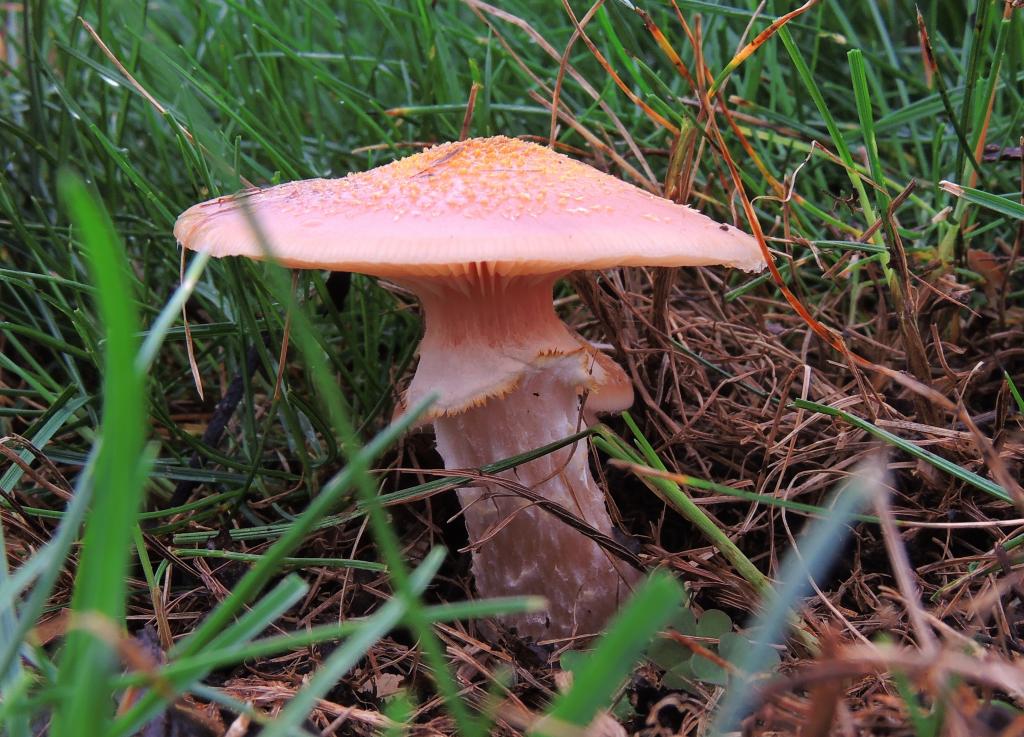 DSCN1313.jpg