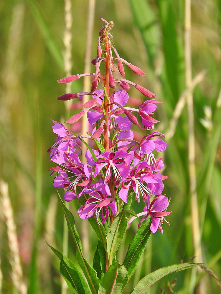 DSCN1346.jpg
