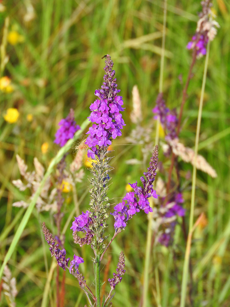 DSCN1347.jpg