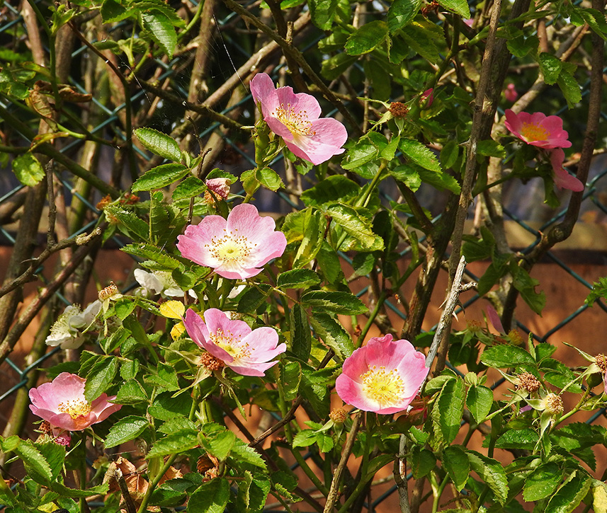 DSCN1396.jpg