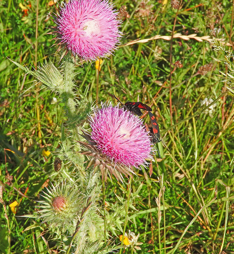 DSCN1427.jpg