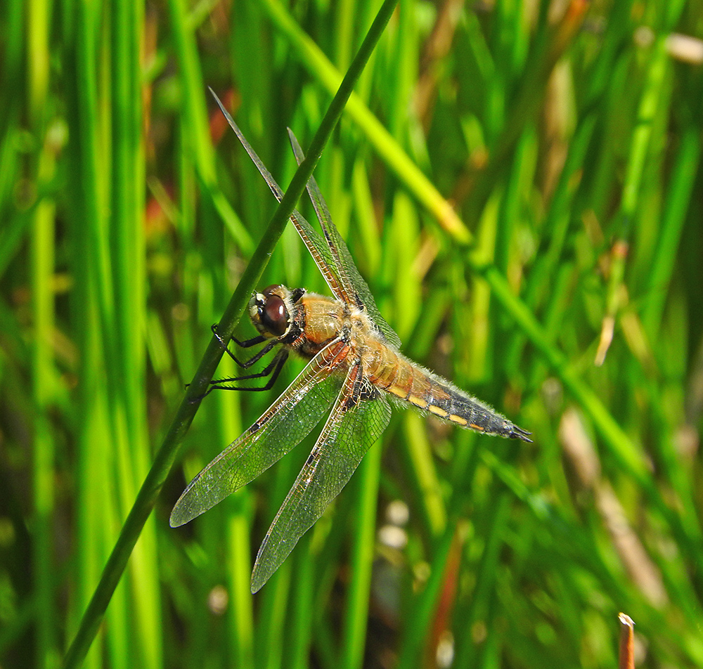 DSCN1504.jpg