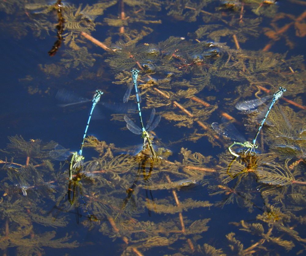 DSCN1515.jpg