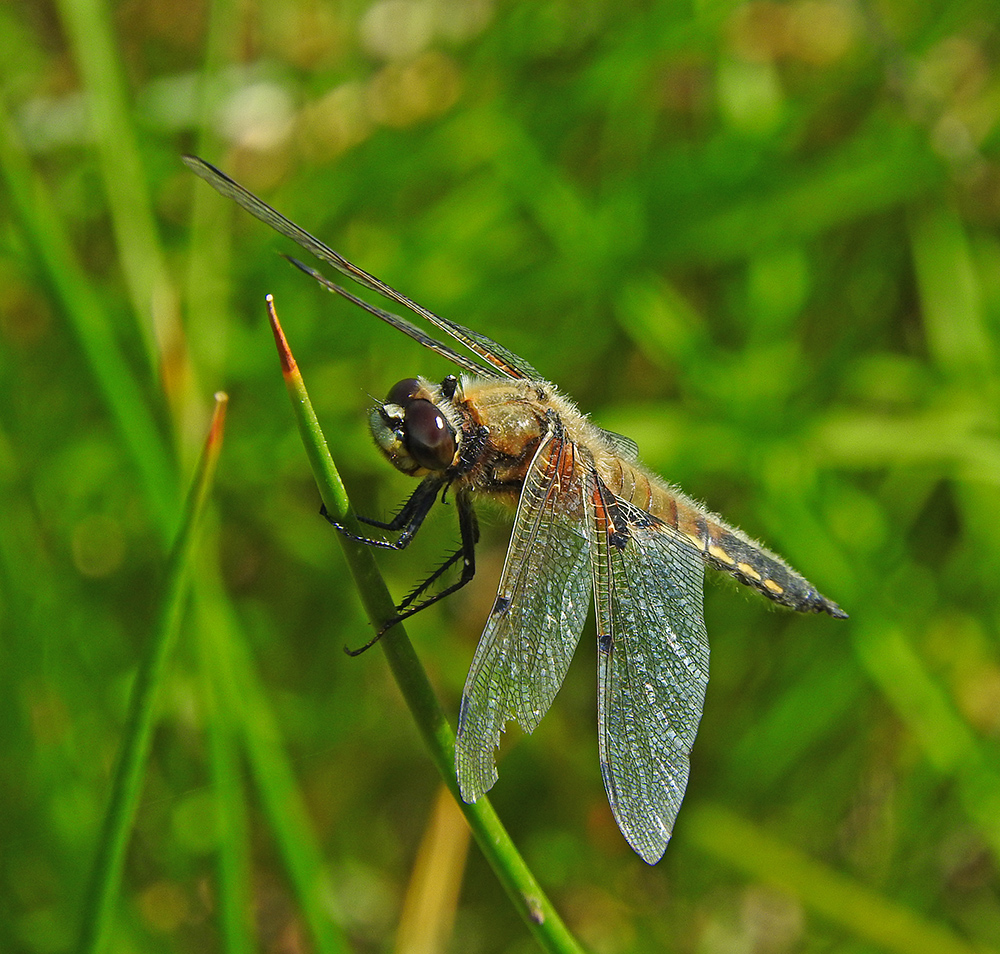 DSCN1520.jpg