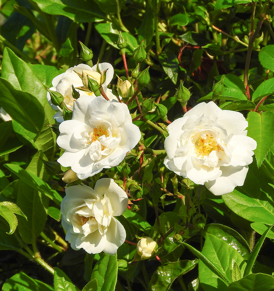 DSCN1538.jpg