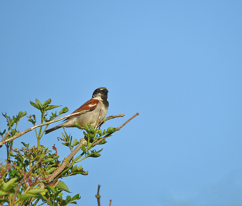 DSCN1553.jpg