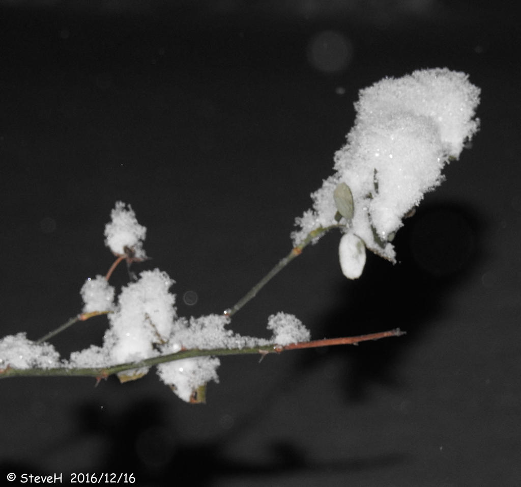 DSCN1558.jpg