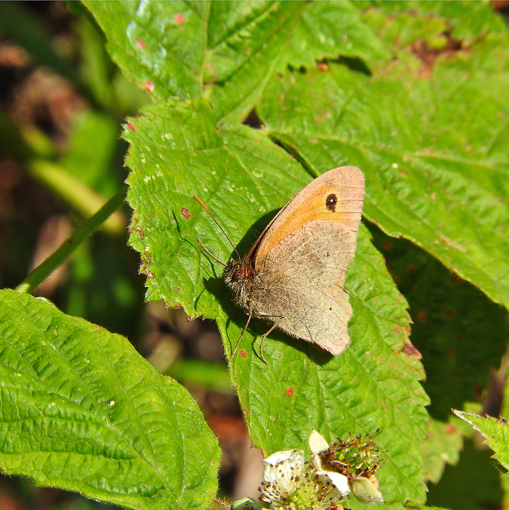 DSCN1596.jpg