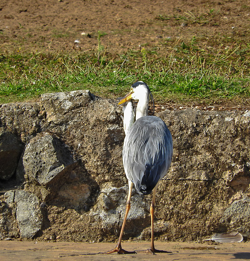 DSCN1603.jpg