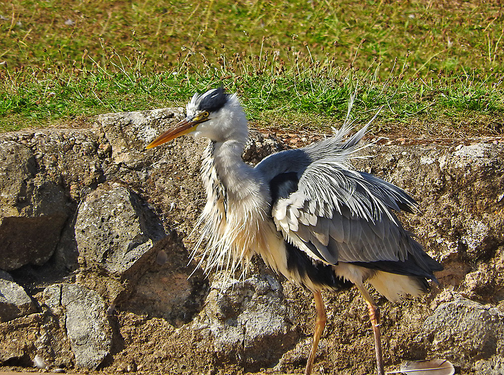 DSCN1606.jpg