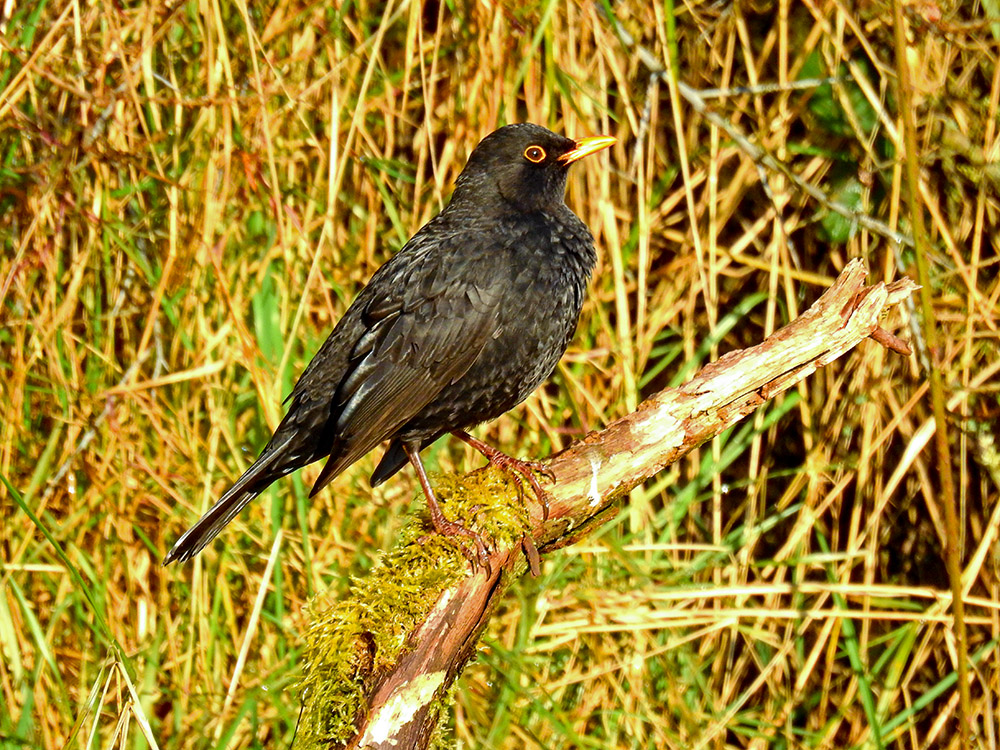 DSCN1608.jpg