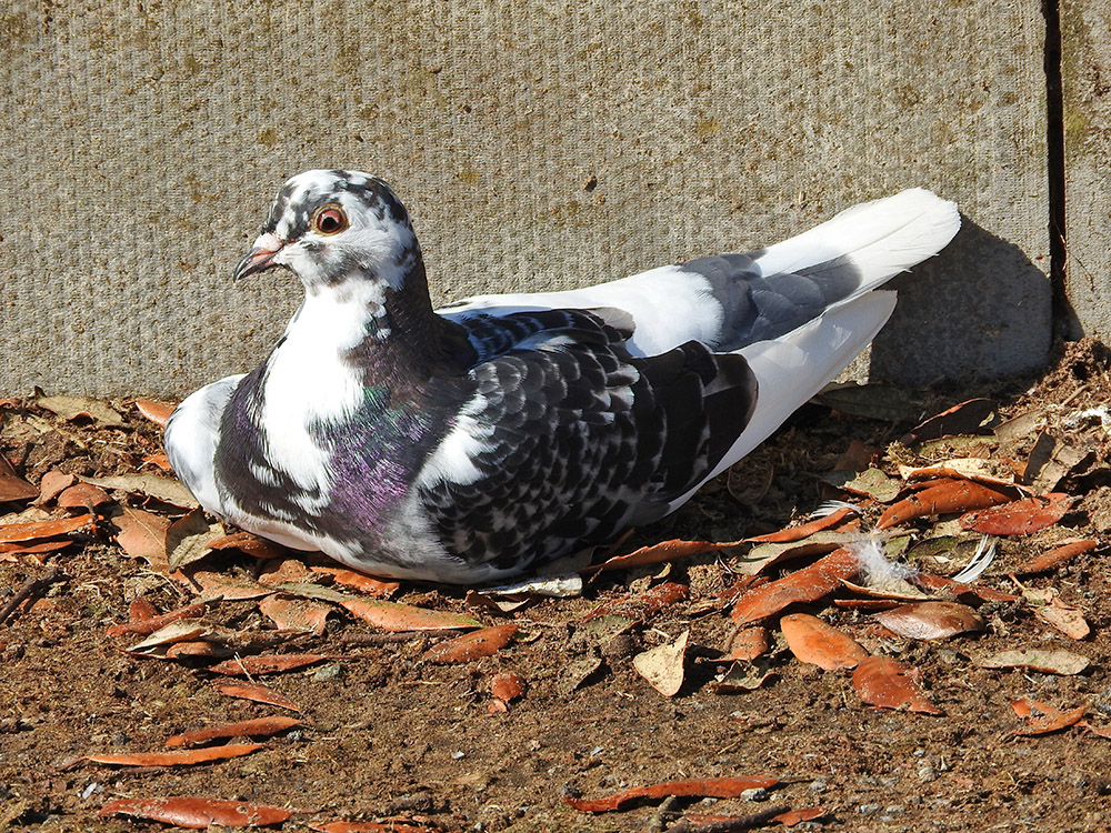 DSCN1609.jpg