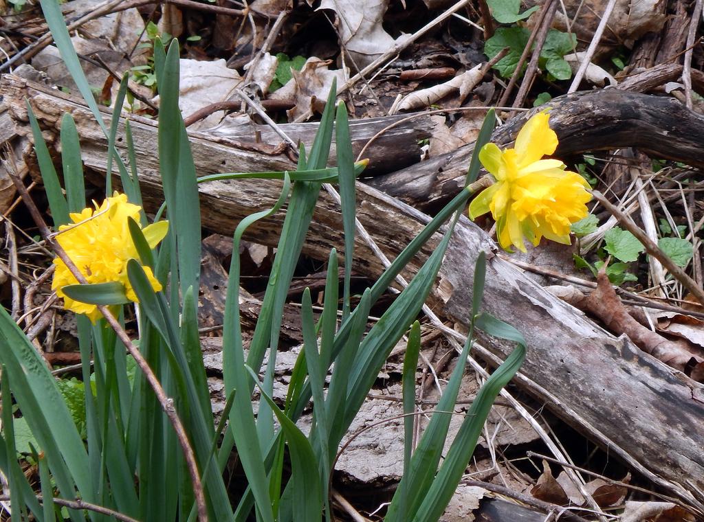 DSCN1616.jpg