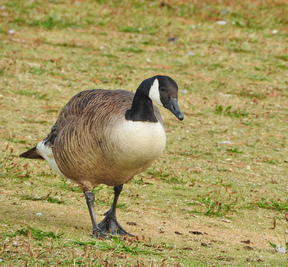 DSCN1617.jpg