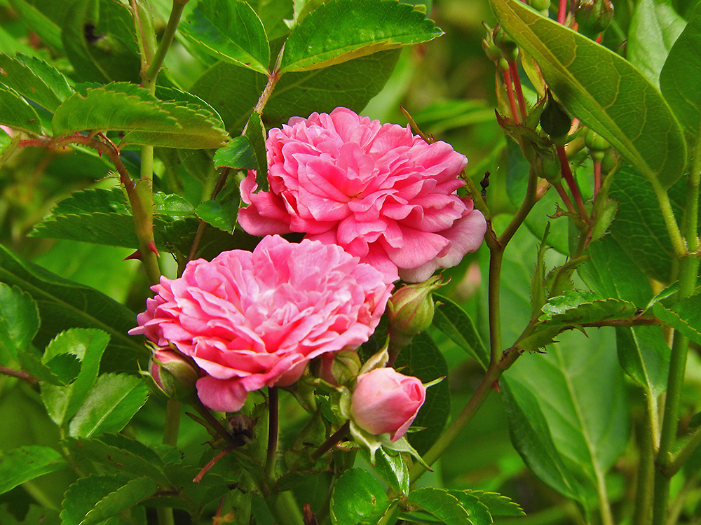 DSCN1627.jpg