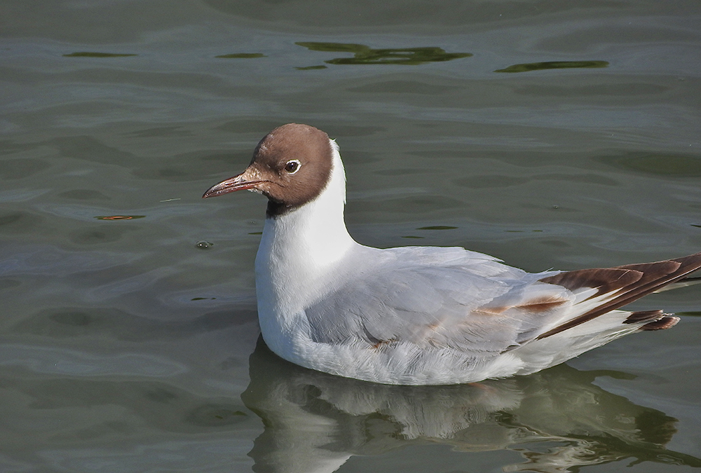 DSCN1635.jpg
