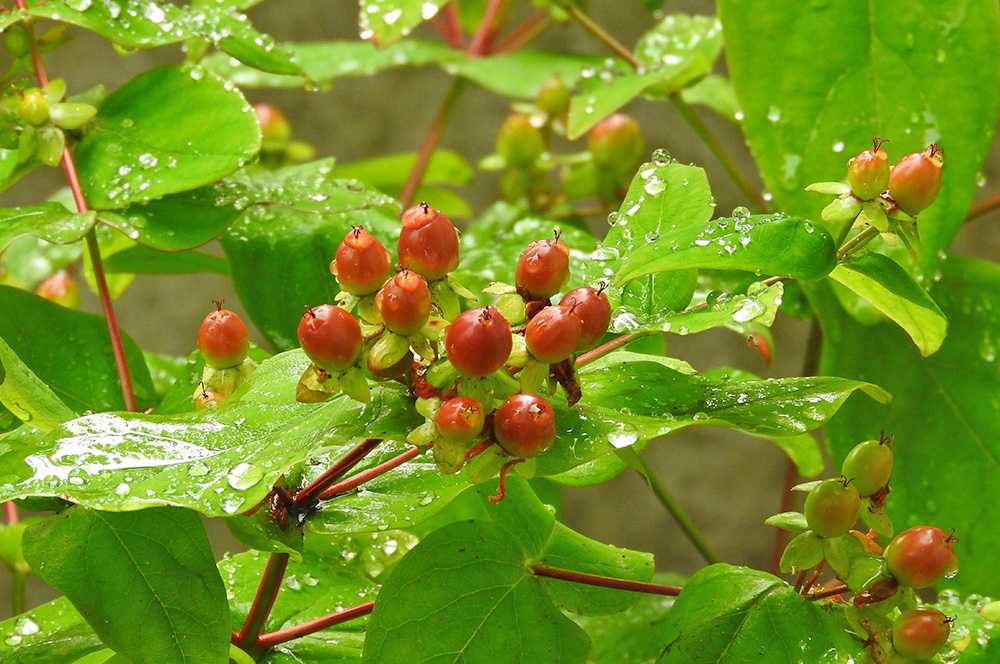 DSCN1641.jpg