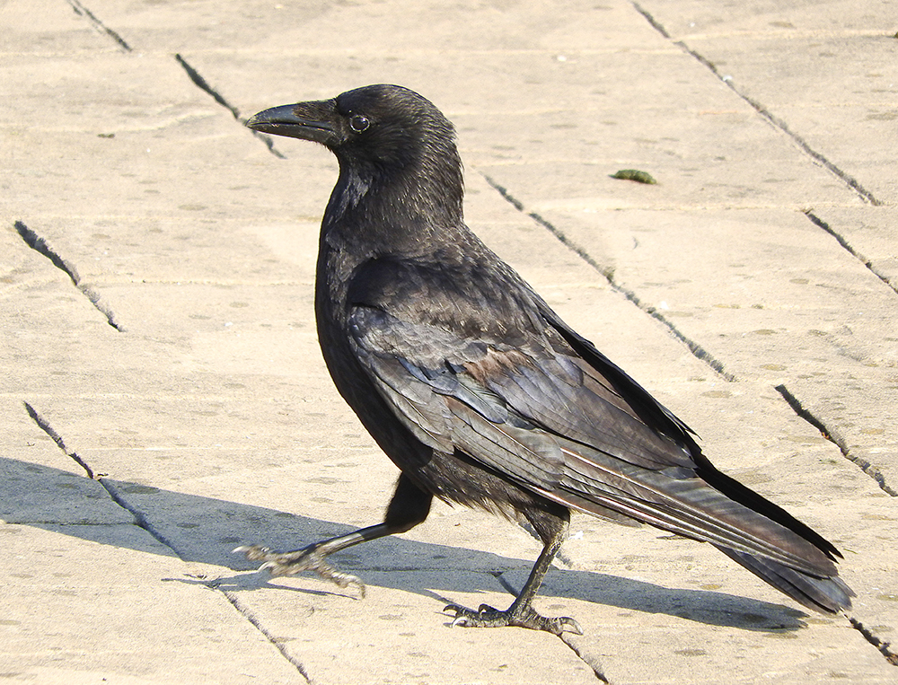 DSCN1648.jpg
