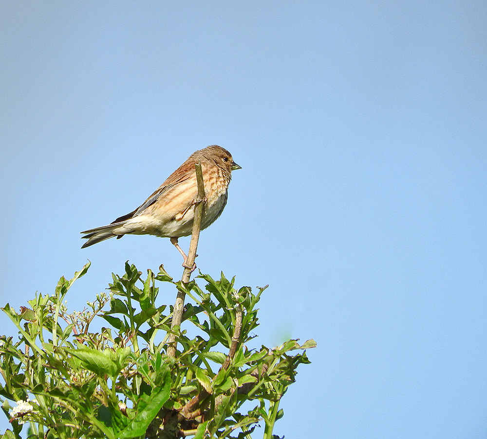 DSCN1709.jpg