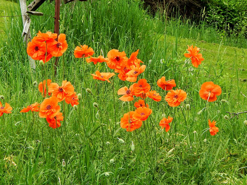 DSCN1732.jpg