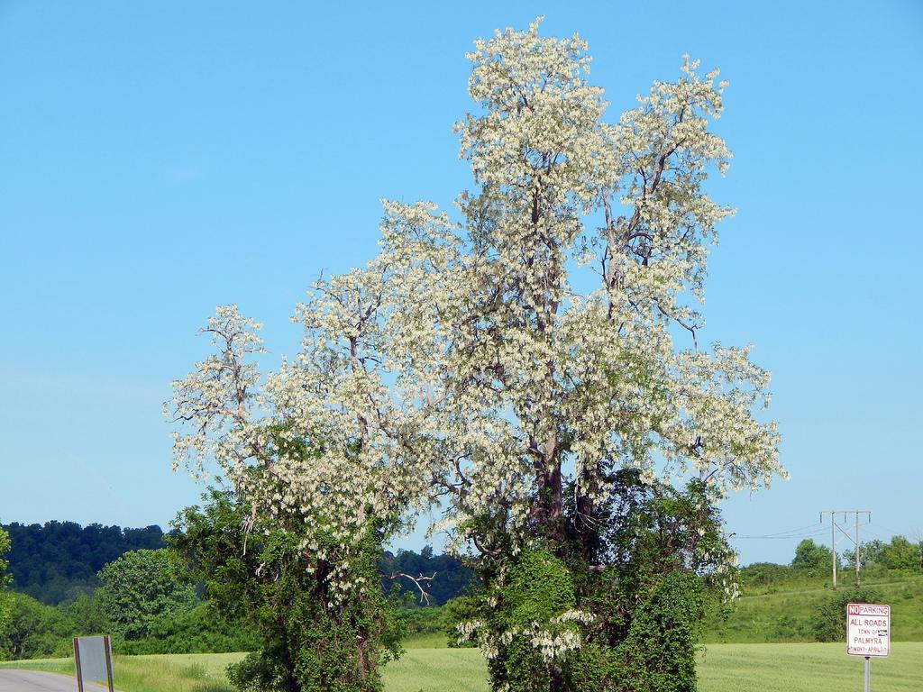 DSCN1734.jpg
