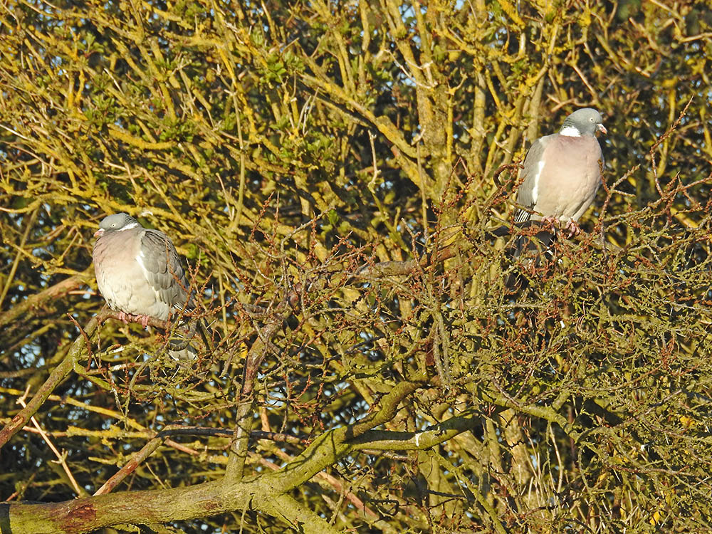 DSCN1745.jpg