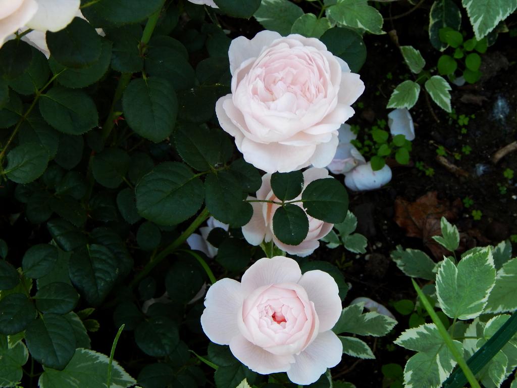 DSCN1748.jpg