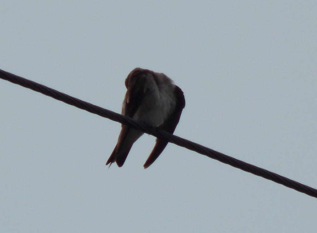 DSCN1754.jpg
