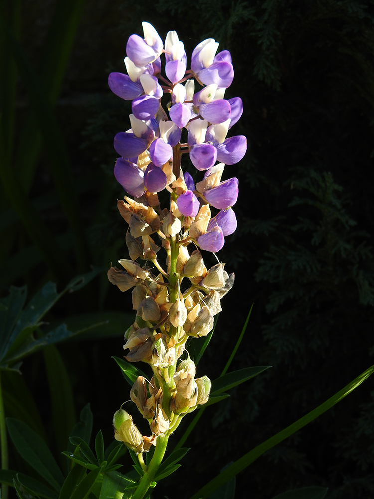 DSCN1756.jpg