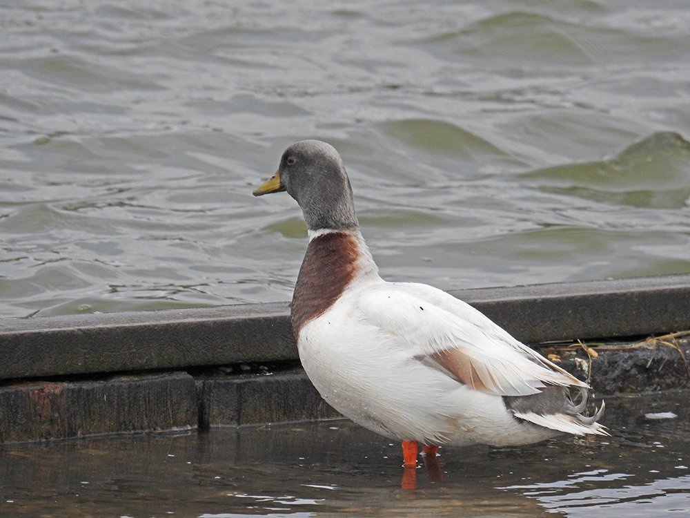 DSCN1758.jpg