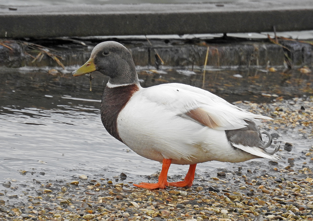 DSCN1769.jpg