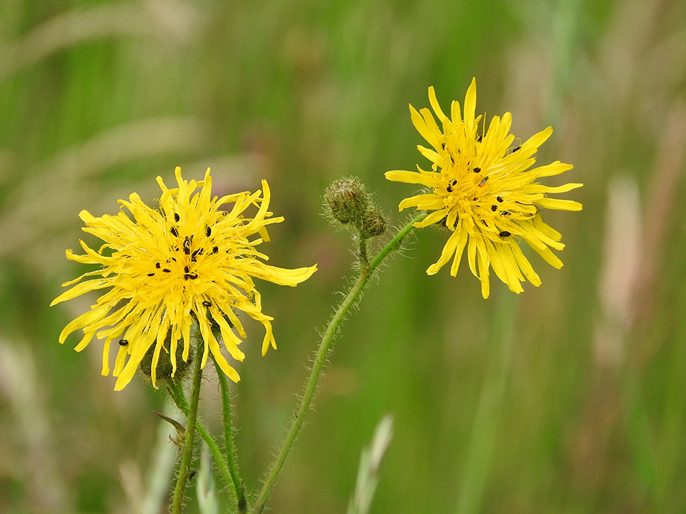 DSCN1789.jpg
