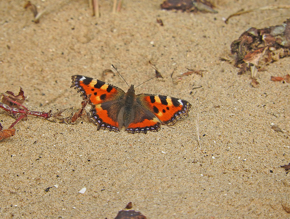 DSCN1807.jpg