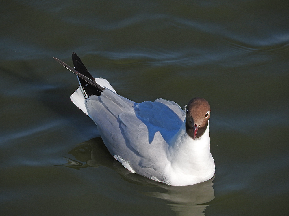 DSCN1825.jpg