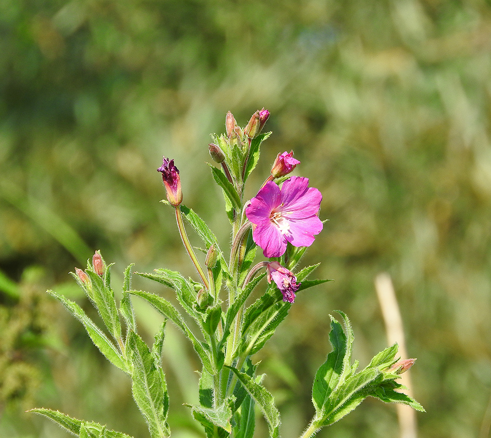 DSCN1828.jpg