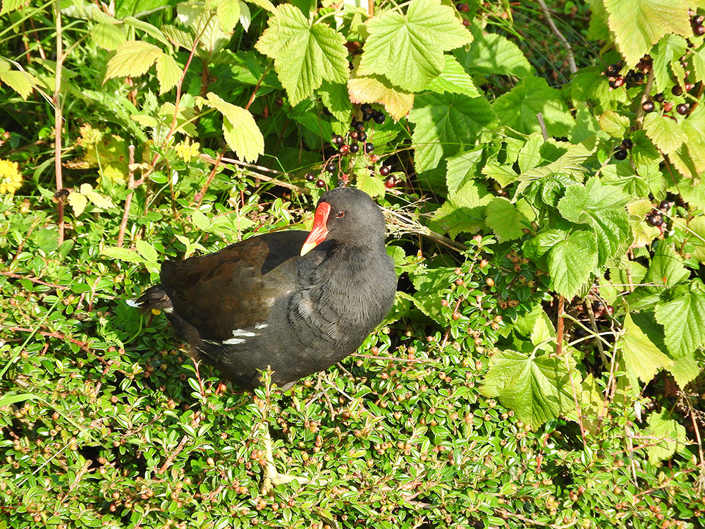 DSCN1872.jpg