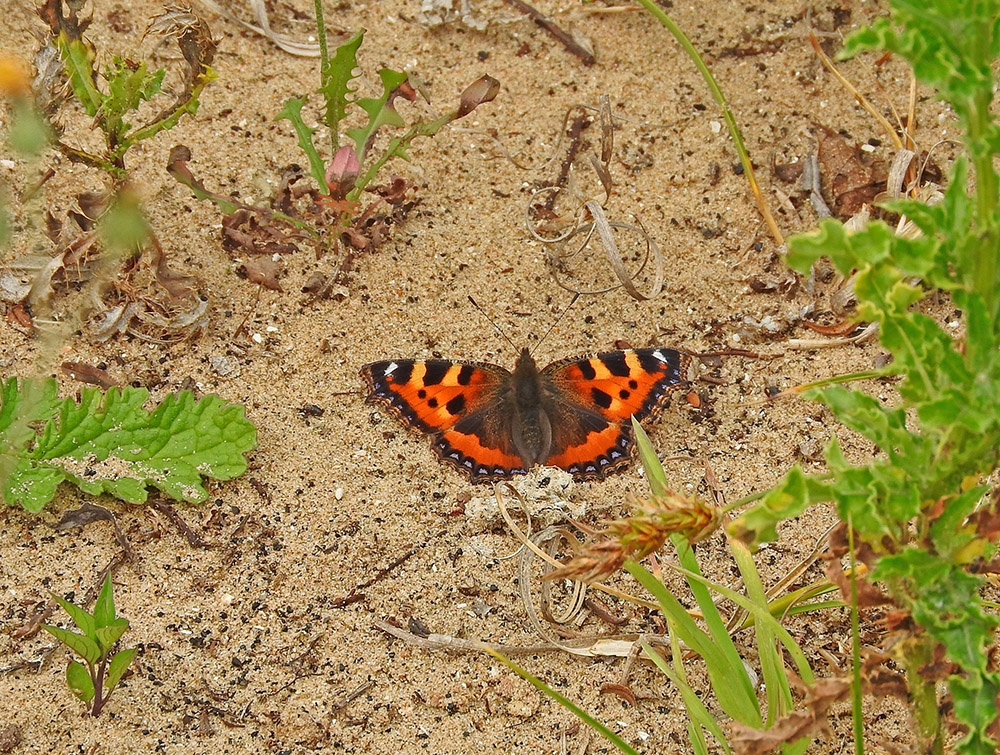 DSCN1902.jpg
