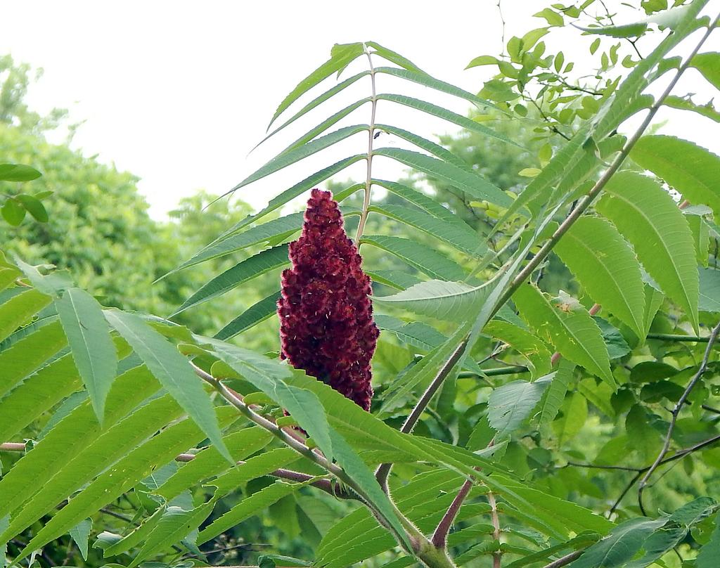 DSCN1983.jpg