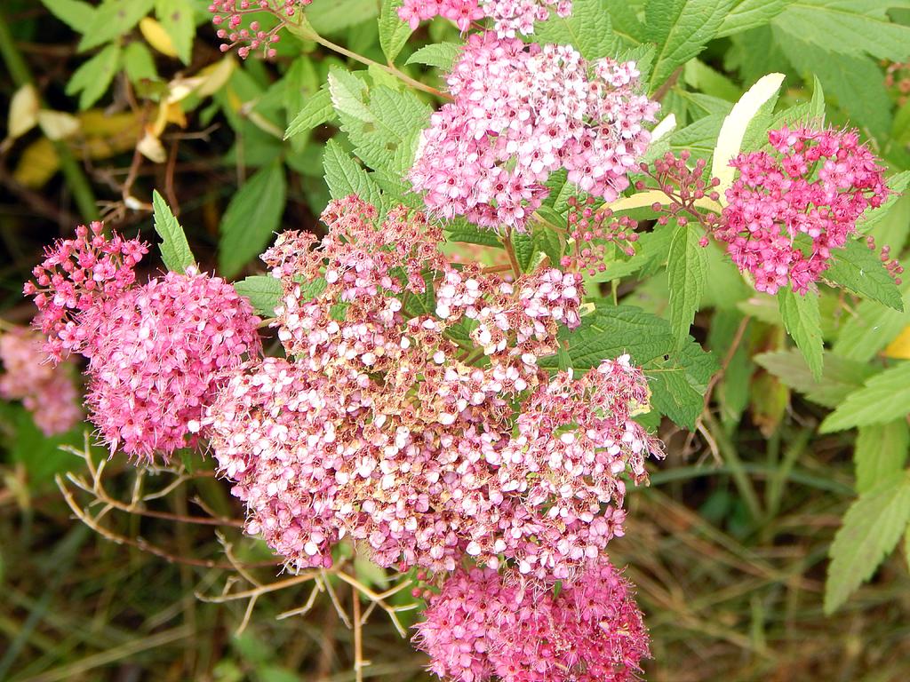 DSCN1984.jpg