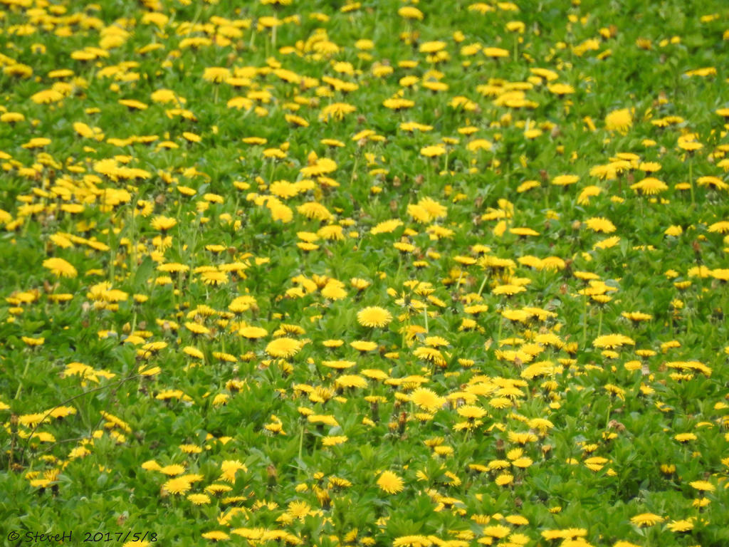 DSCN2005.jpg