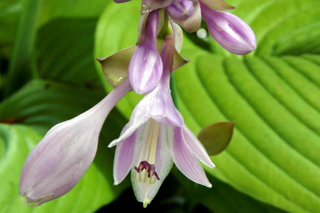 DSCN2088.jpg