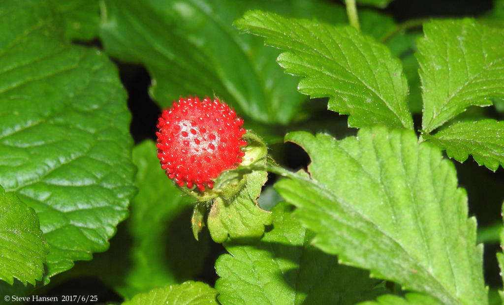 DSCN2192.jpg