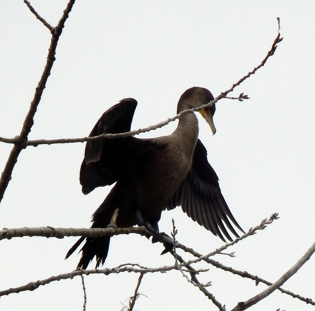 DSCN2276.jpg