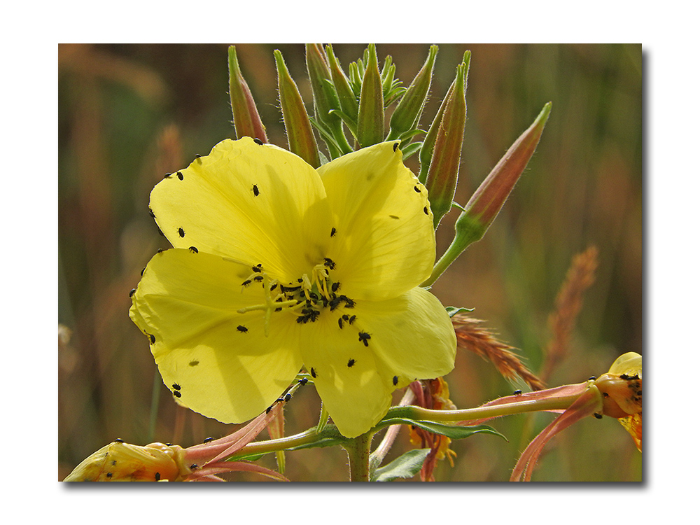 DSCN2358.jpg