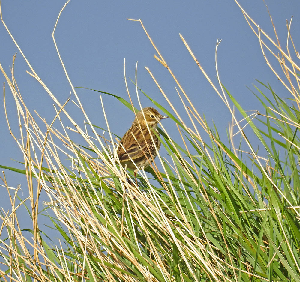 DSCN2455.jpg