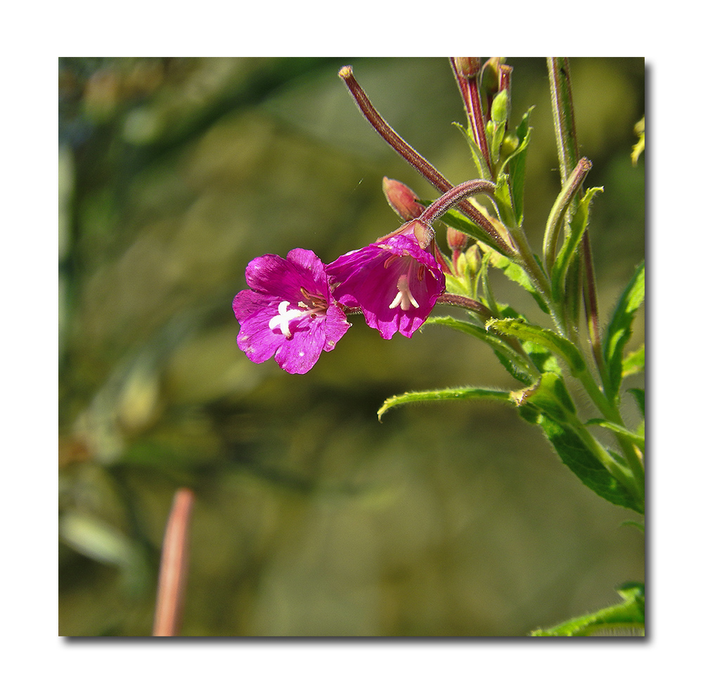 DSCN2491.jpg